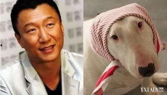 牛头梗孙红雷搞笑,萌态可掬笑翻众人